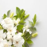 ゲラン ジッキー エメ ゲラン カイエ デ モード