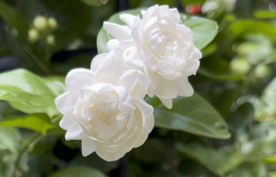 No.2 ジャスミン グリーン｜とてもムスキーな薔薇咲きのローズピカケの