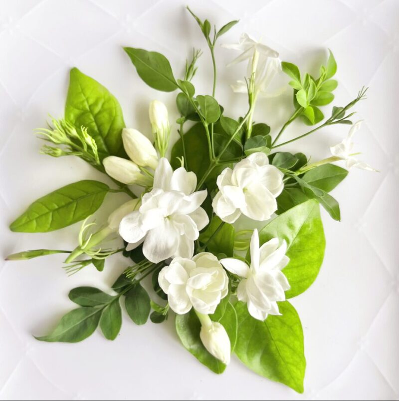 No.5 ジャスミン ジャスミン｜ジャスミンサンバックとロイヤル