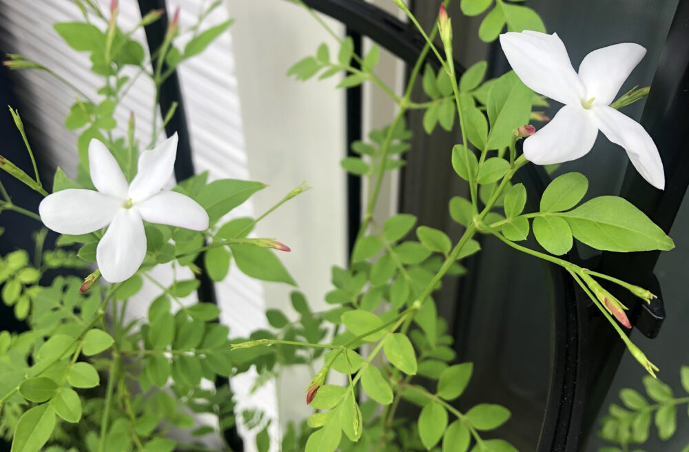 超希少 伊藤園 クレイジージャスミン No.3 ロイヤルジャスミン 超希少